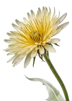 Imagen PNG para descargar